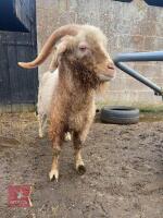 4YO ANGORA BILLY GOAT