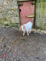 3MO PUREBRED BOER BILLY GOAT KID - 2