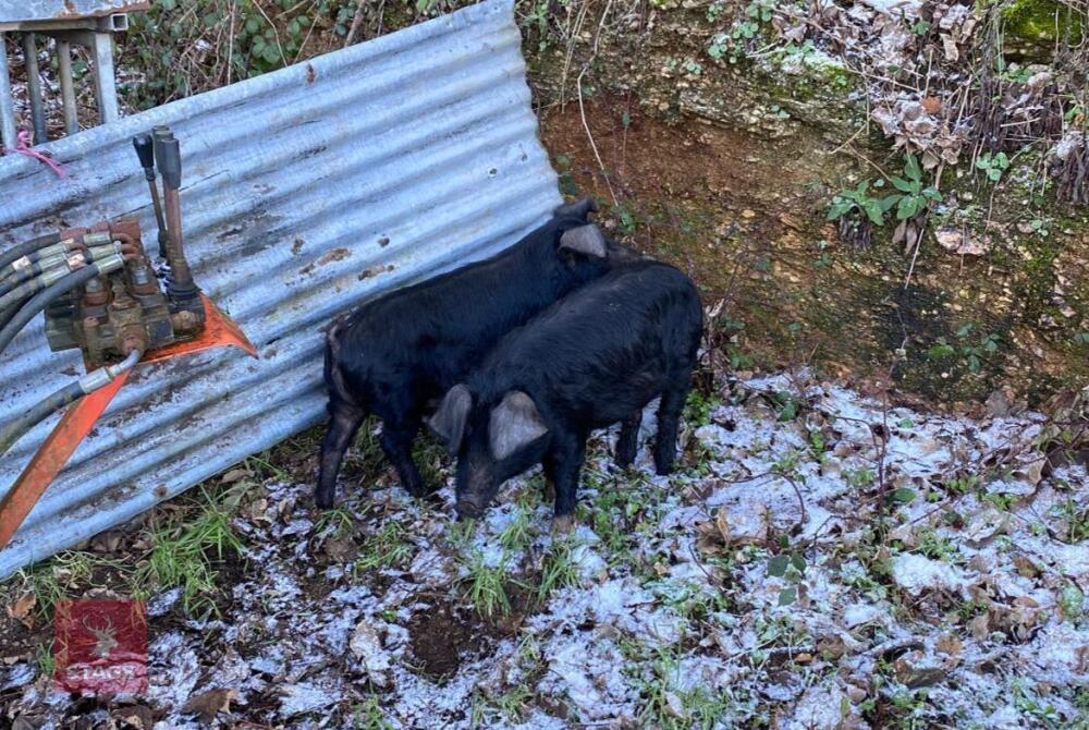 2 X 4MO LARGE BLACK GILTS -BIDS PER LIFE