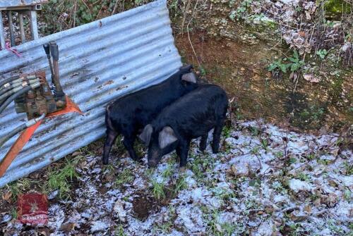 2 X 4MO LARGE BLACK GILTS -BIDS PER LIFE