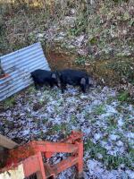 2 X 4MO LARGE BLACK GILTS -BIDS PER LIFE - 3