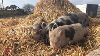 2 JULIANA X MINATURE KUNE KUNE BARROWS - BIDS PER LIFE - 2