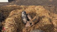 2 JULIANA X MINATURE KUNE KUNE BARROWS - BIDS PER LIFE - 2