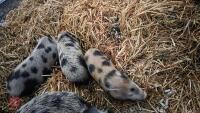2 JULIANA X MINATURE KUNE KUNE BARROWS - BIDS PER LIFE - 3