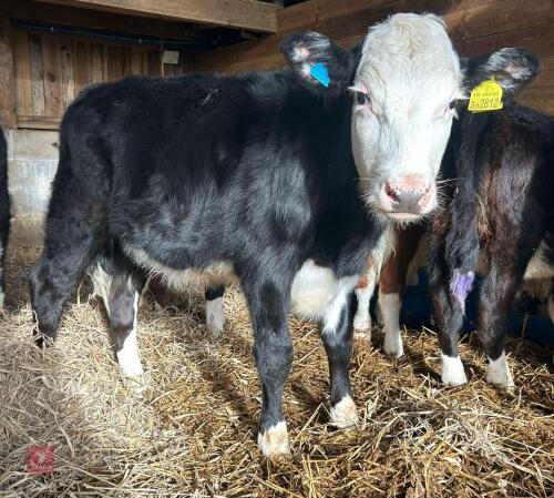 4 BLUE X & 4 HEREFORD X 6MO STEERS - BIDS PER LIFE
