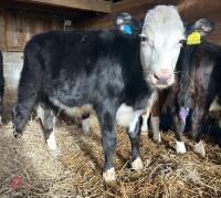 4 BLUE X & 4 HEREFORD X 6MO STEERS - BIDS PER LIFE