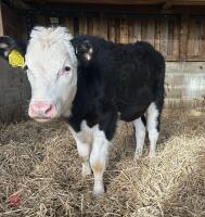 4 BLUE X & 4 HEREFORD X 6MO STEERS - BIDS PER LIFE - 2