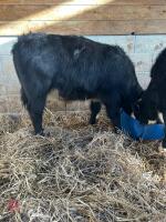 4 BLUE X & 4 HEREFORD X 6MO STEERS - BIDS PER LIFE - 3