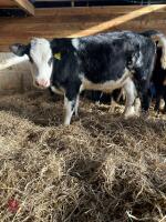 4 BLUE X & 4 HEREFORD X 6MO STEERS - BIDS PER LIFE - 4