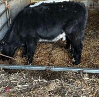 4 BLUE X & 4 HEREFORD X 6MO STEERS - BIDS PER LIFE - 5