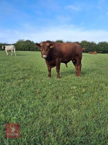 22MO PEDIGREE STABILISER BULL