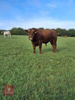 22MO PEDIGREE STABILISER BULL