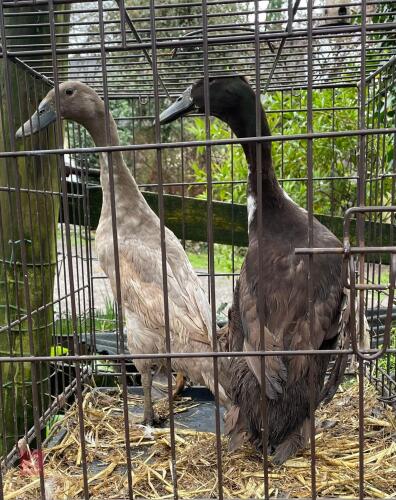 PAIR OF INDIAN RUNNER DUCKS - BIDS PER LIFE