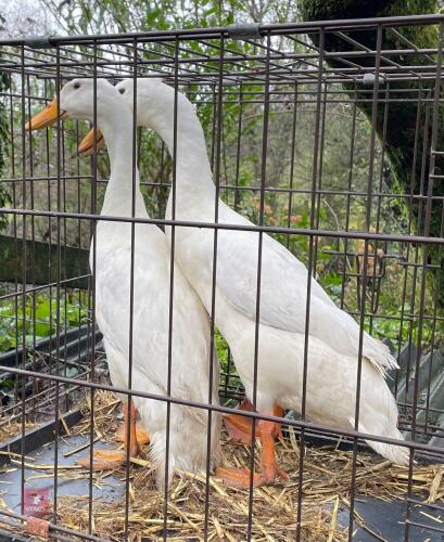 PAIR OF INDIAN RUNNER DUCKS - BIDS PER LIFE