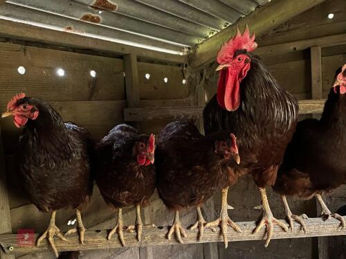 2 RHODE ISLAND RED POL HENS - BIDS PER LIFE