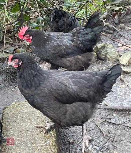 2 COPPER MARAN POL HENS - BIDS PER LIFE