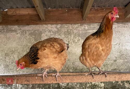 2 BUFF SUSSEX POL HENS - BIDS PER LIFE