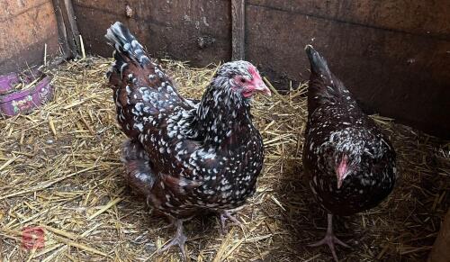 2 SPECKLED SUSSEX POL HENS - BIDS PER LIFE