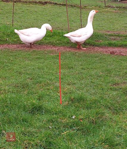 PAIR OF EBDON GEESE - BIDS PER LIFE