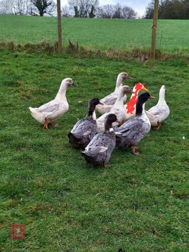 1 DRAKE & 6 SWEDISH BLUE DUCKS - BIDS PER LIFE
