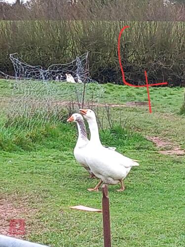 PAIR OF EBDON GEESE - BIDS PER LIFE