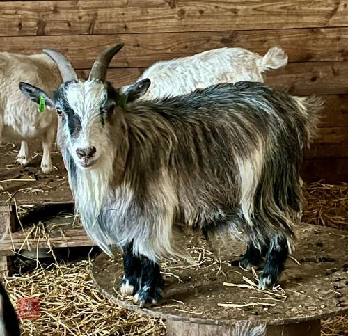 3YO PEDIGREE PYGMY NANNY GOAT
