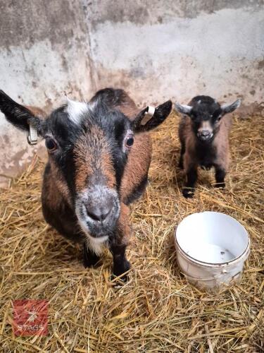 FM NANNY GOAT & WETHER KID AT FOOT - BIDS PER LIFE