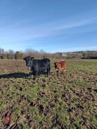 3YO DEXTER COW & LONGHORN X CALF AT FOOT - BIDS FOR THE GROUP