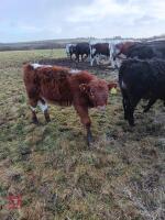3YO DEXTER COW & LONGHORN X CALF AT FOOT - BIDS FOR THE GROUP - 3