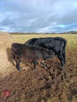 3YO DEXTER COW & LONGHORN X CALF AT FOOT - BIDS FOR THE GROUP - 3
