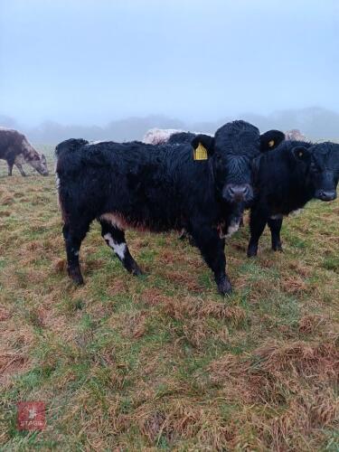 3YO DEXTER COW & LONGHORN X CALF AT FOOT - BIDS FOR THE GROUP
