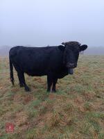 3YO DEXTER COW & LONGHORN X CALF AT FOOT - BIDS FOR THE GROUP - 3