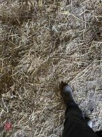 35 SQUARE BALES OF 2025 MEADOW HAY BIDS - PER BALE - 7