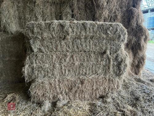 37 SQUARE BALES OF 2025 MEADOW HAY - BIDS PER BALE