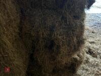 37 SQUARE BALES OF 2025 MEADOW HAY - BIDS PER BALE - 5