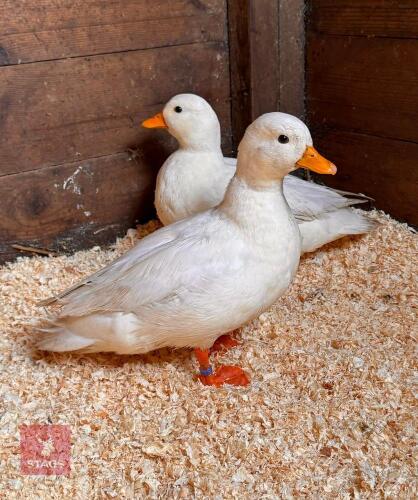 PAIR OF CALL DUCKS - BIDS PER LIFE