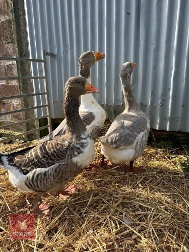 TRIO OF EMDEN X GEESE - BIDS PER LIFE