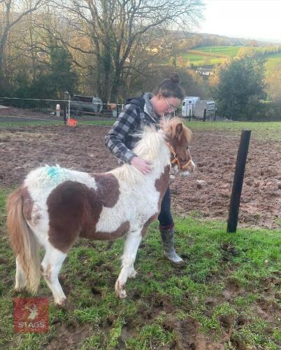 10MO DARTMOOR HILL FILLY PONY