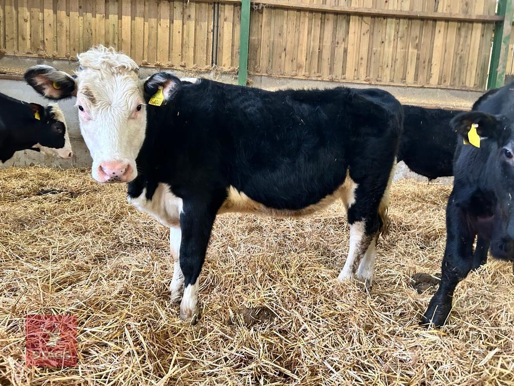14MO HEREFORD X HEIFER