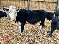 14MO HEREFORD X HEIFER