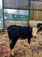 14MO HEREFORD X HEIFER - 2