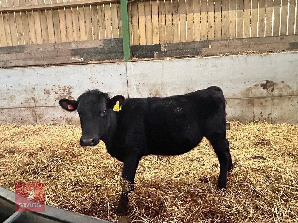 13MO ANGUS X HEIFER