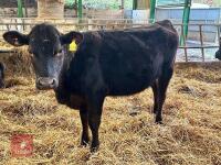12MO ANGUS X HEIFER