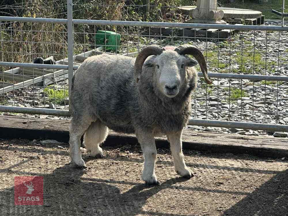6T HERDWICK RAM