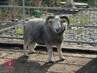 6T HERDWICK RAM