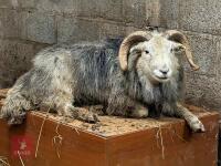 6T HERDWICK RAM - 3