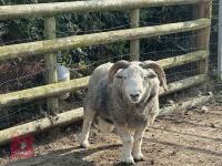 6T HERDWICK RAM - 4