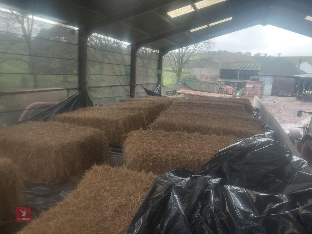 180 TONNES OF 2025 CLAMPED MAIZE - BIDS PER TONNE