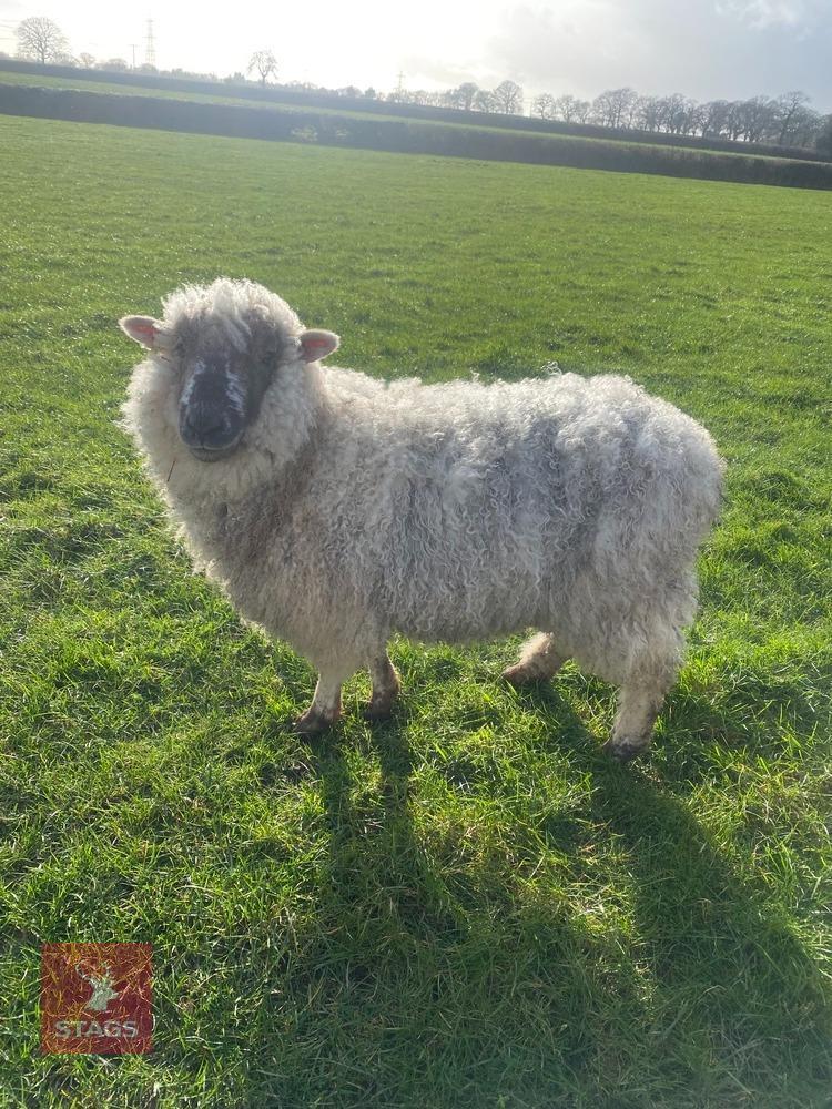 2YO SUFFOLK X GREYFACE DARTMOOR EWE