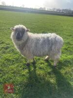 2YO SUFFOLK X GREYFACE DARTMOOR EWE